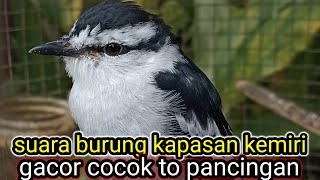 Download lagu SUARA BURUNG KAPASAN KEMIRI // SUARA GACOR AJARAN mp3