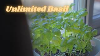 🌿 How to Save Your Supermarket Basil Plant (+ Double Your Harvest with Propagation!) 🌱