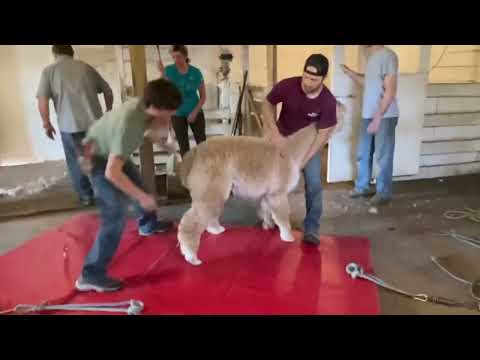 Professional Alpaca Shearing