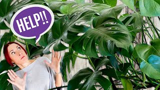 HELP! My Houseplant Got Too Big! | What To Do When A Houseplant Outgrows Your Space