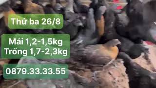 Thứ ba 26/08