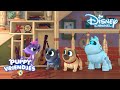 Puppy Vriendjes | De Speelopvang | Disney Channel NL