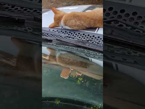 se desveló el gurrumino #pumas.1313