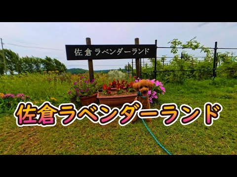 ラベンダーのメンテナンス: 芳香植物の世話をするために採用すべき重要な行動  庭園