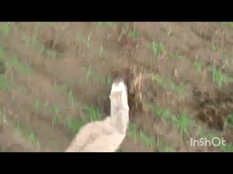 #galgosdecampo galgos vs avestruz