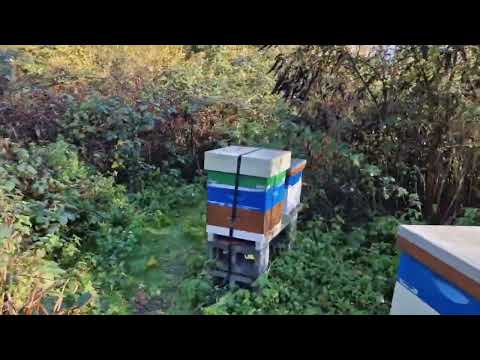 38.2024. Iernarea albinelor - organizarea interna și externă.