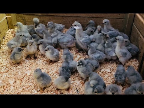 Lavender Sussex breeding season’s highlights