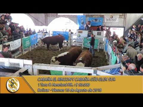 10-08-18 Venta de Toros P. Hereford P.R. - Cab. El Rincòn y Cab. Güe Glen Sur - Bolivar