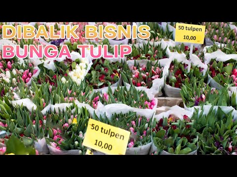 , title : 'Perjalanan Bunga Tulip | Proses Pertanian bunga tulip hidroponik dengan Rumah Kaca'