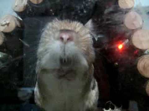 Loran's Li'l T-Rex Front Paws