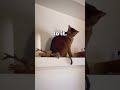 Cat's Hilarious Reaction To A Sugar Glider's Flight 😂