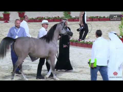 N.252 RJ PERFINKA - The 12th Local Breed Championship for Arabian Horses 2023 - Yearling Fillies...