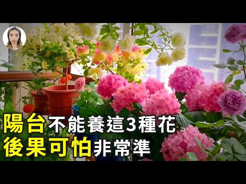 陽台植物花