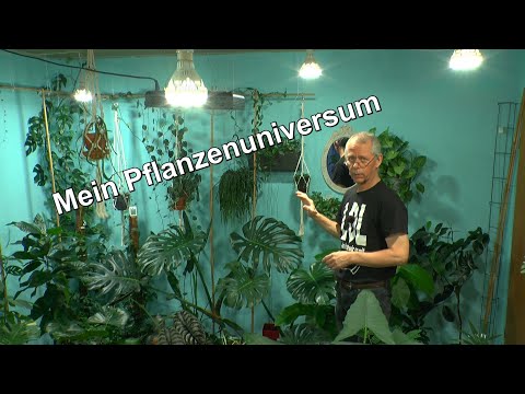 Zimmerpflanzen Umtopfen im Winter für den Dschungel Praktische Arbeiten mit Pflanzen im mineralische