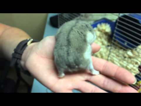 A very sweet Hamster with early bumblefoot secondary to poor husbandry