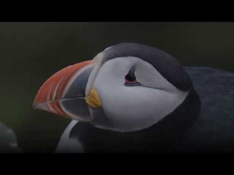 ISLAND, ZNOVUZRODENÝ OSTROV | ICELAND, THE NEWBORN ISLAND (trailer) Tour 2019