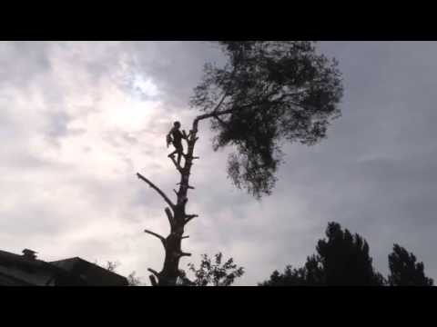 Baumfällen extrem - 25 Meter Birke
