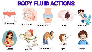 Body Fluid Action Verbs in English 💧 Clear & Easy Vocabulary for Beginners