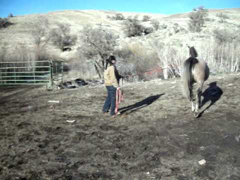 This is HHR Missterzon, a powerful a young Arab Gelding ready to go to work!