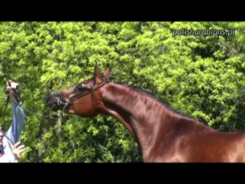 Białka 2008 - Boreas (Metropolis NA - Bombina)