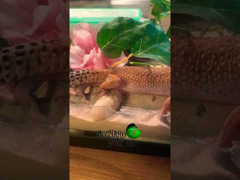 Molinaro Gecko Lab? #molinarosnakelab #gecko #leopardgecko #reptilien #haustiere #shorts #geckoeg...