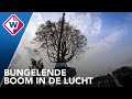 Enorme kastanjeboom wordt verplaatst en krijgt een tweede leven