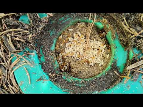 Citronella Ants Infested Termite Bait Station in Liberty Corner, NJ