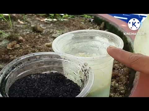 @ At the end of the sixth lunar month, water and nourish the roots of the apricot tree before fer...