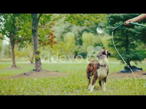 funny dogs #shortvideo #share #viralvideo #beauty