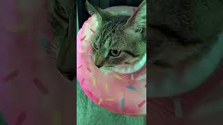 Cover art for Lynxkies mv for GROOVE