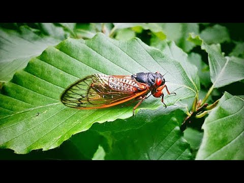 Georgia Summer Evening Crickets Katydids Sleep Sound - 10 Hours - Black Screen