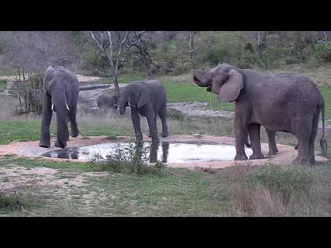 Djuma: Elephants drinking at the pan - 17:54 - 10/08/20