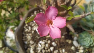 minha primeira flor de arabicum