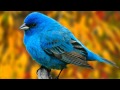 Toby Turner - I'M A BIRD MOTHA' F***** REMIX ...