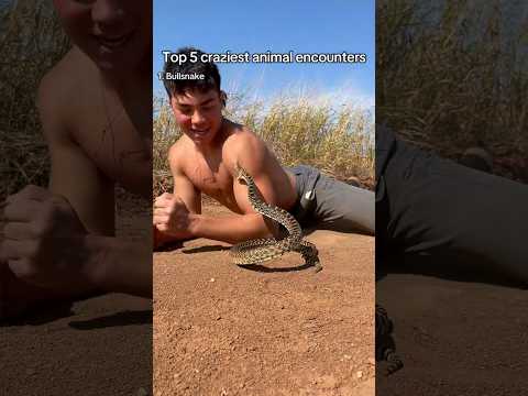 Top 5 craziest animal encounters!  #Snakes #reptiles #animals #herping #funny #herpetology #animals