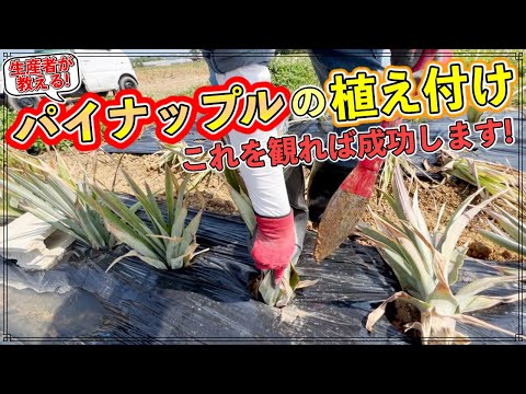 アンブレラパインについて詳しく解説