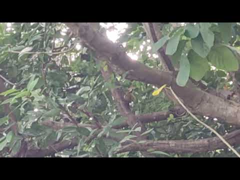 The avian family Picidae includes Woodpeckers, Hatchlings and Wrynecks.