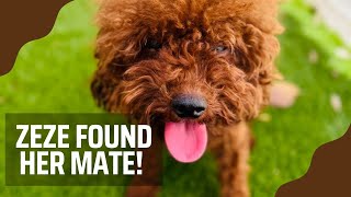 HOW TO CHOOSE A STUD DOG | Breeding Zeze! | Toy Poodle Breeder #redtoypoodle #poodle #dogbreeder