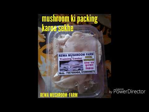 Oyster Mushroom Tray Packing