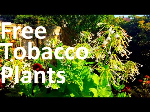 , title : 'How to Grow Free Tobacco Plant from Seeds'