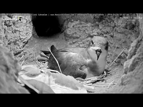 Two Big Yawns By Male Cahow – Jan. 16, 2019