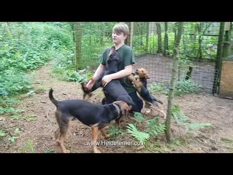 Heideterrier von der Lönsmeute / Junghund-Gewusel 2020 / Saujagd / Sauhatz / Hundemeute / Pohlmeyer