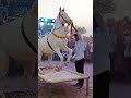 Horse Dance Chunni Me Beautiful ️‍ Horsedance Trendding Viralvideo