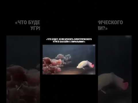 Читай описание ⬇️