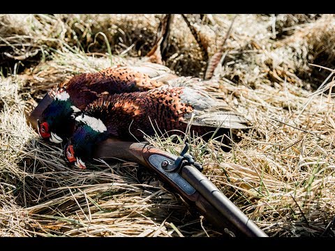Pheasant Hunt With 150 Year Old English Muzzleloader