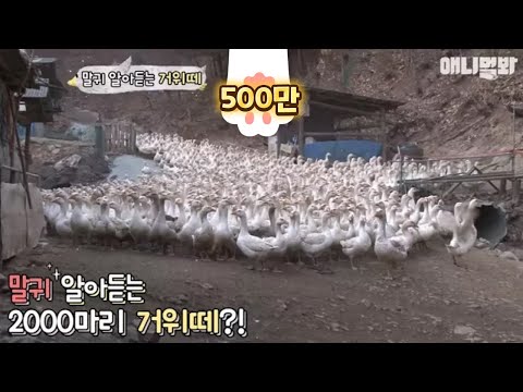 , title : '아저씨 말귀 알아듣는 2000마리 거위떼ㅋㅋ(대박영상)'