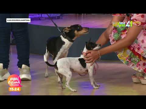 Meet the Spanish breed called the ratonero and the Andalusian bodeguero.