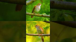 Download lagu Suara Burung Bernyanyi - Suara Burung yang Menenangkan Menyembuhkan Stres, Kecemasan, dan Depresi, Menyembuhkan Pikiran mp3