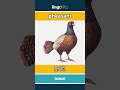 pheasant - 野鸡 video thumbnail