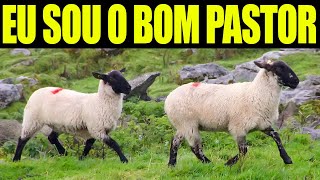Eu sou o Bom Pastor, O Bom Pastor da a vida Pelas Ovellhas Joo 10.11- 14 | Palavras de Vida